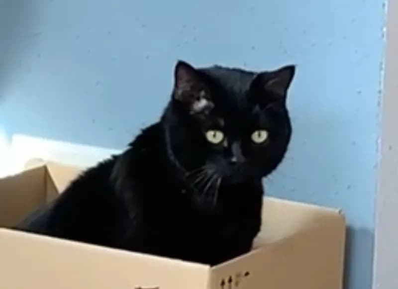 Tomas