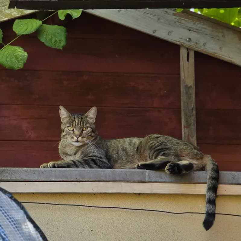 Hazel