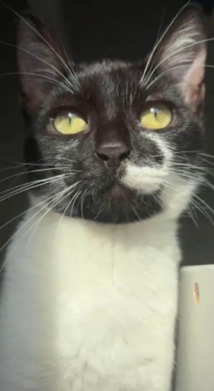 Minik