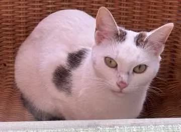 Frieda