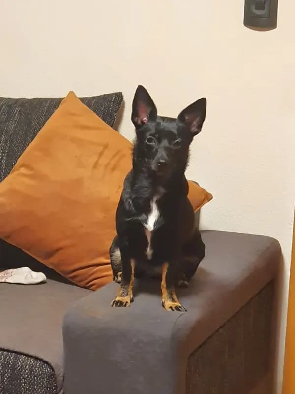 Suki