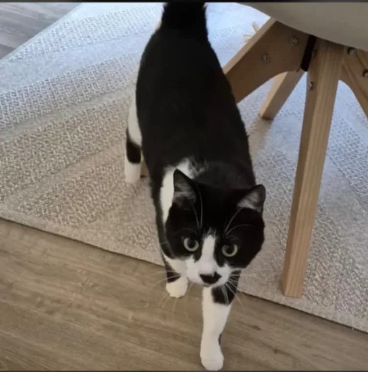 Mochi