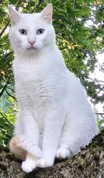 Zuti Dschutie