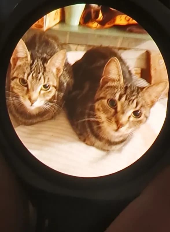 Pünktchen