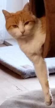 Mimi