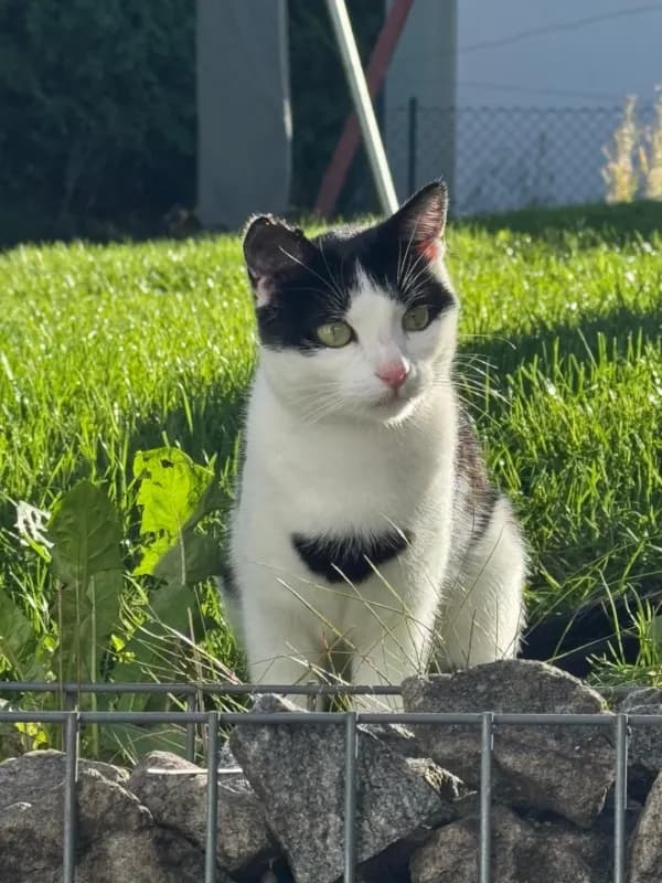 Susi