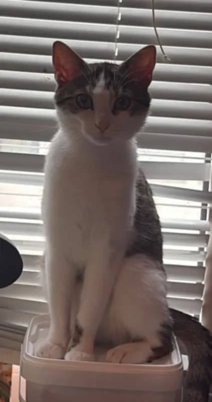 Milo