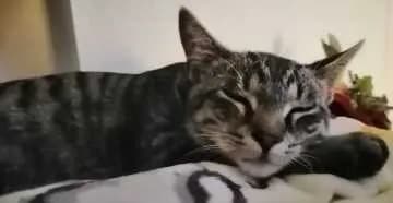 Simba