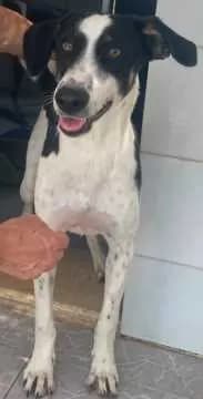 Khira