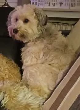 Bibi