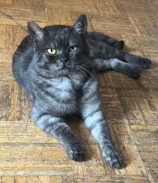Leo