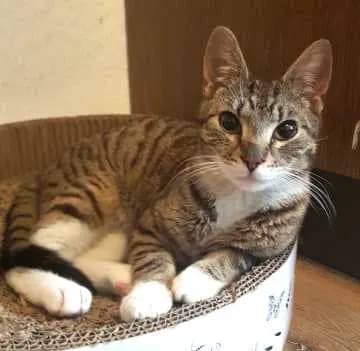 Nemo