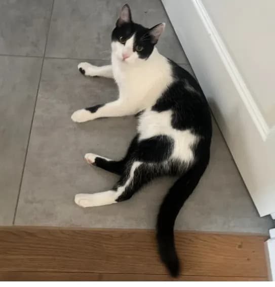 Milo