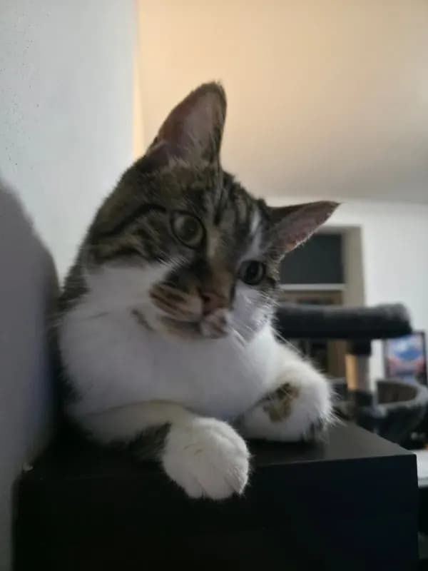 Kovu
