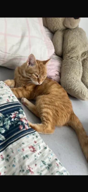 Garfield