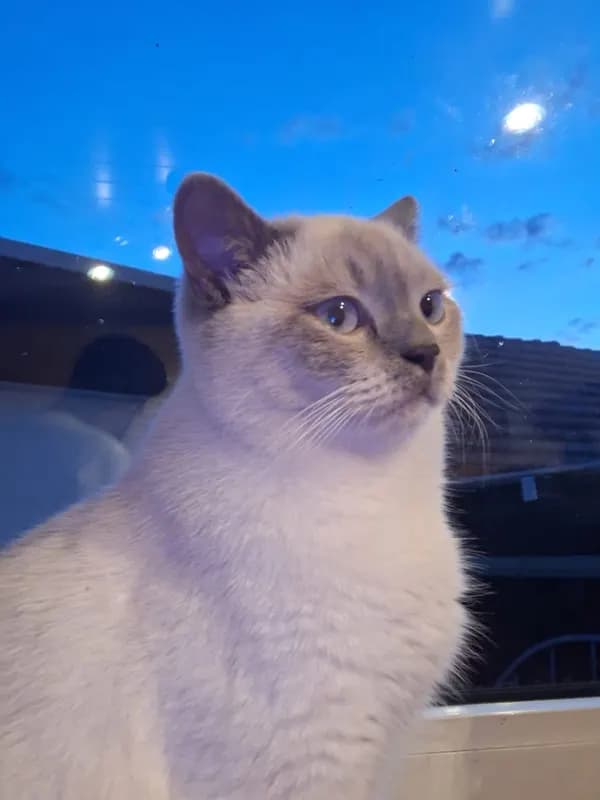 Loki