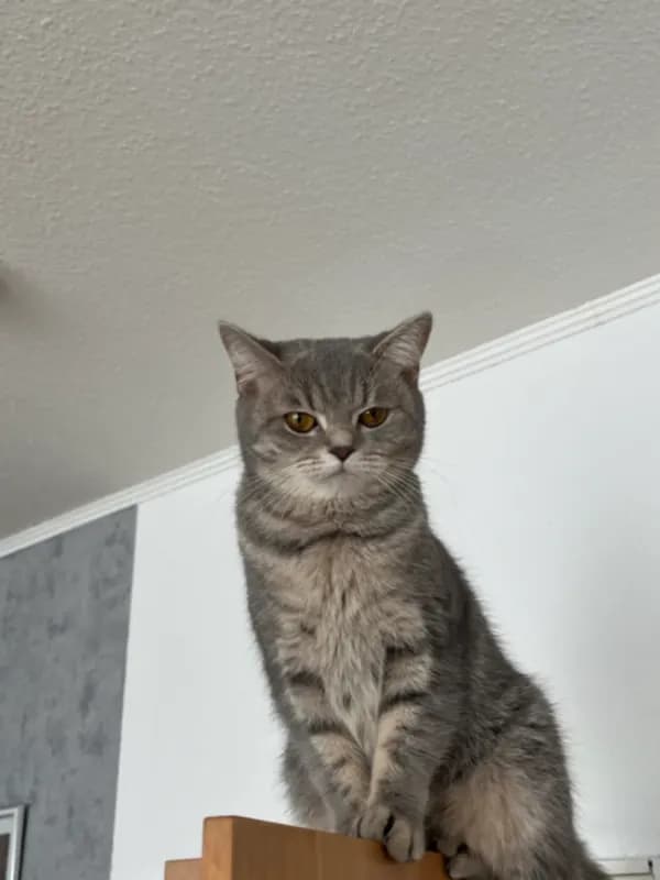 Kaja