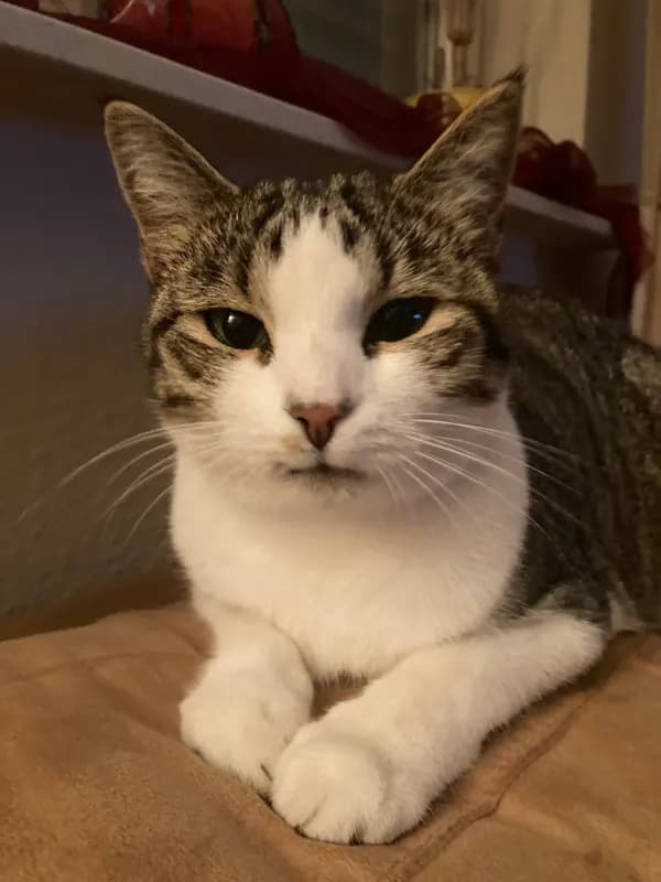 Kitty