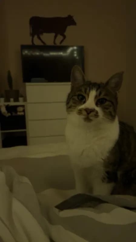 Frieda