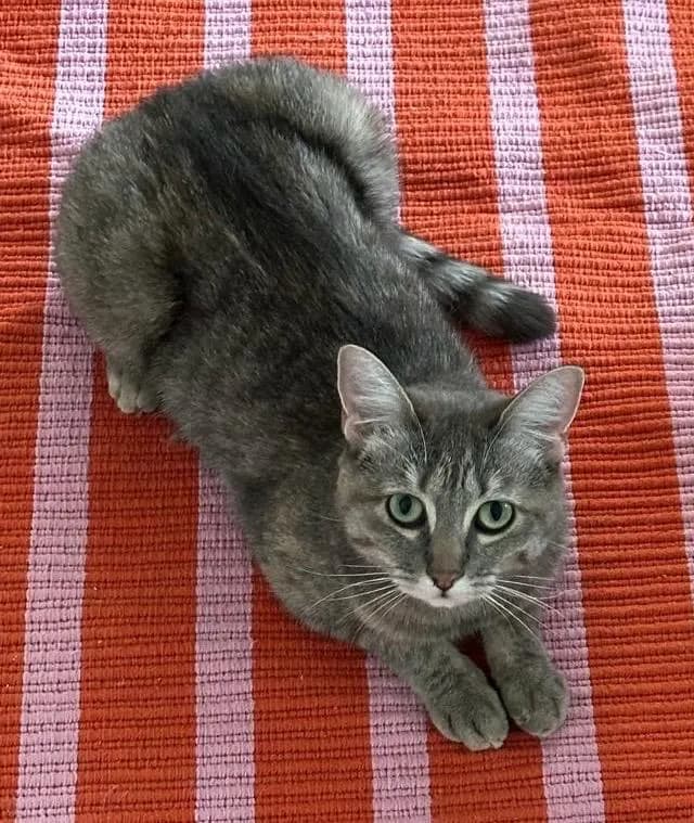 Millie