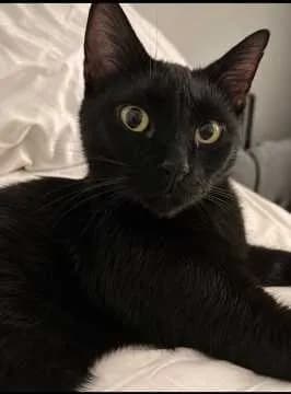 Jonas