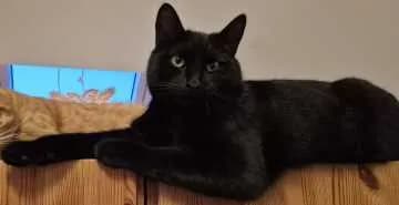 Hugo