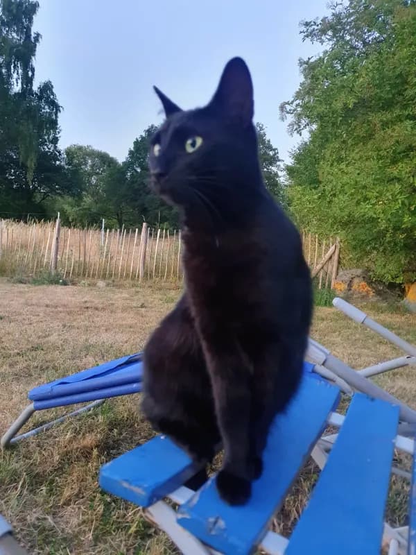 Kitty