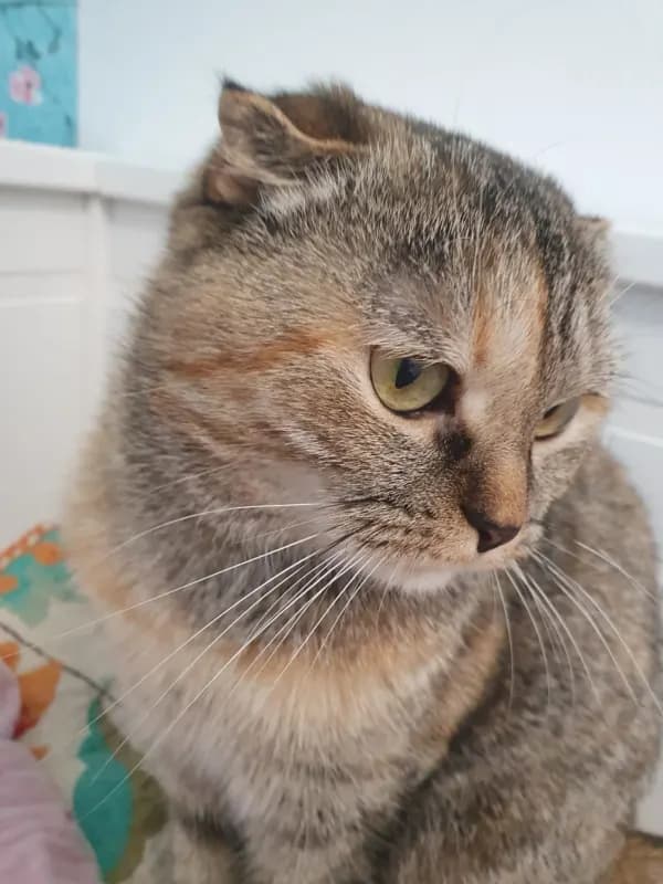 KISSA