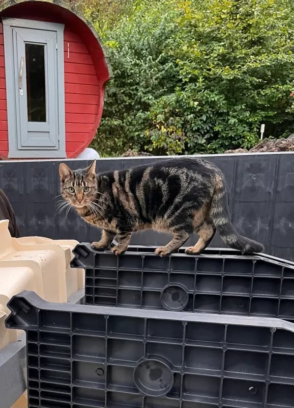 Findus