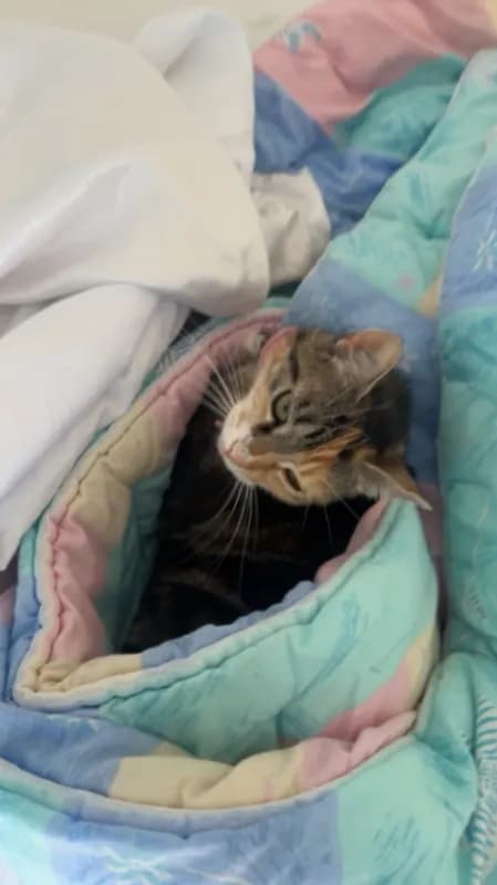 Mimi
