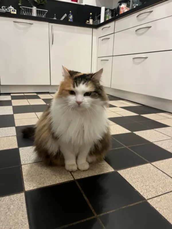 Minou