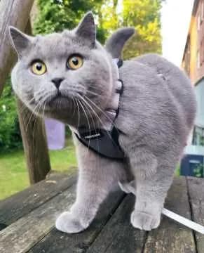 Yuki
