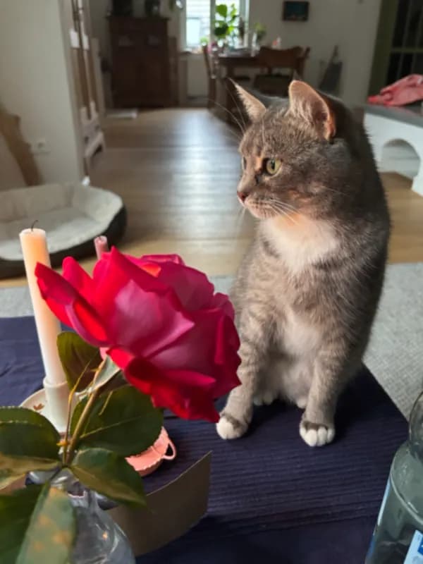 Harriet