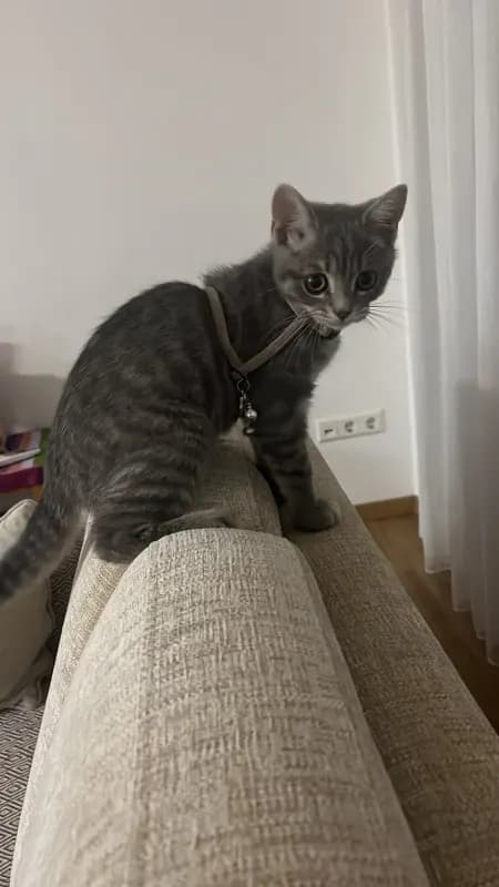 Sheila