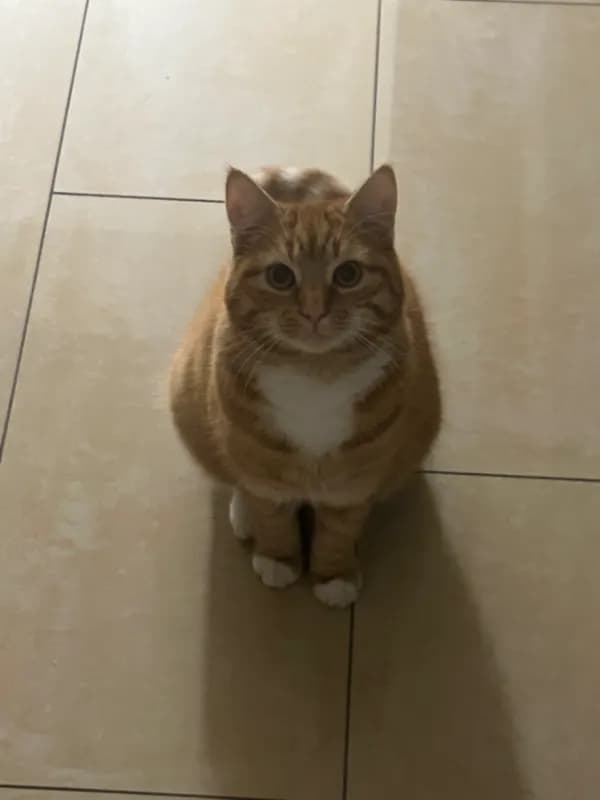 Mein Kater heißt Roma.