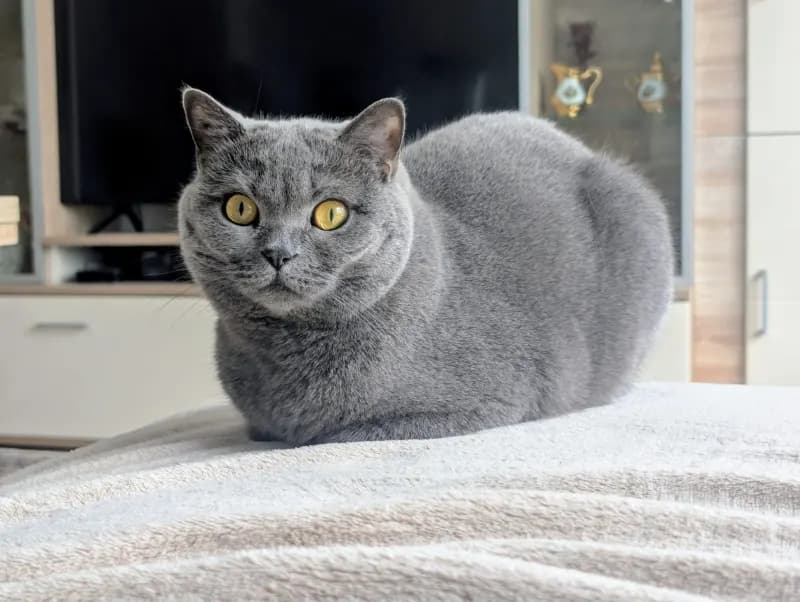 Tapsi