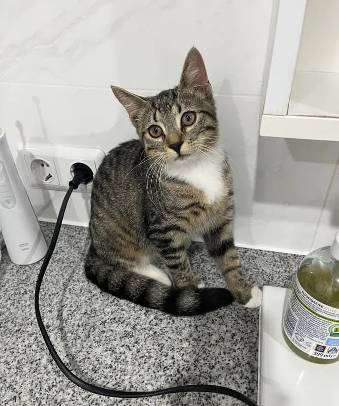 Katze