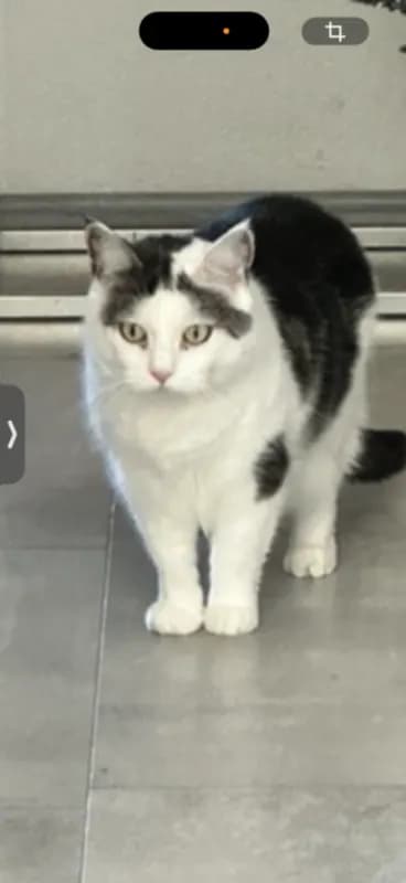 Bella