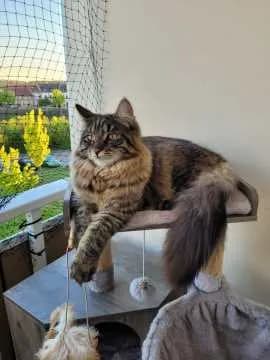 Diego