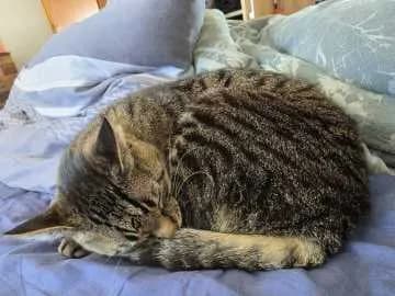 Ludwig