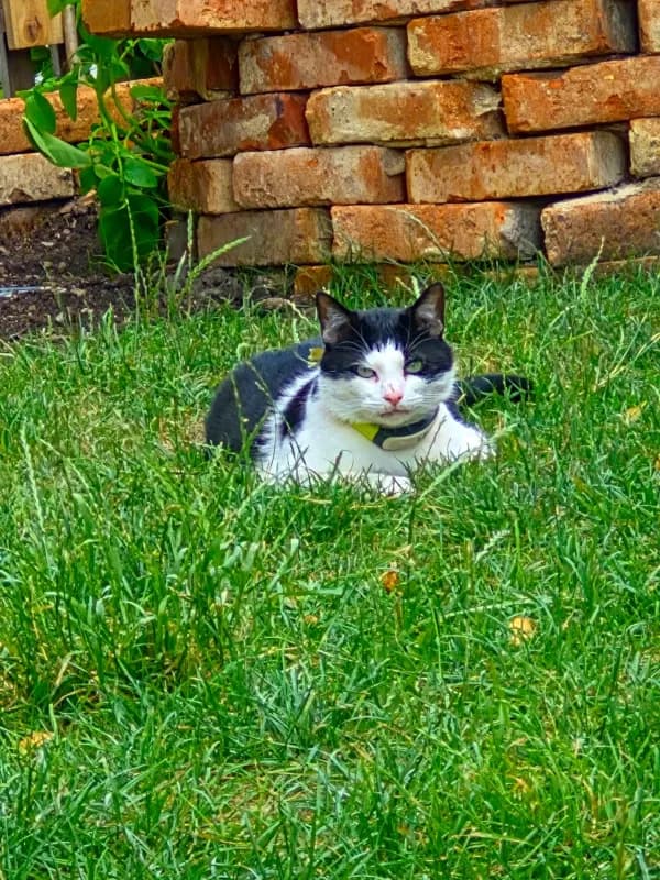 Leo
