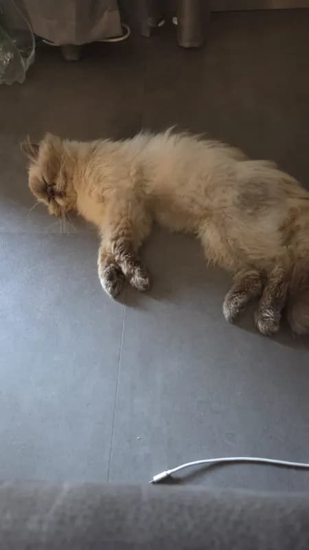 Puschok
