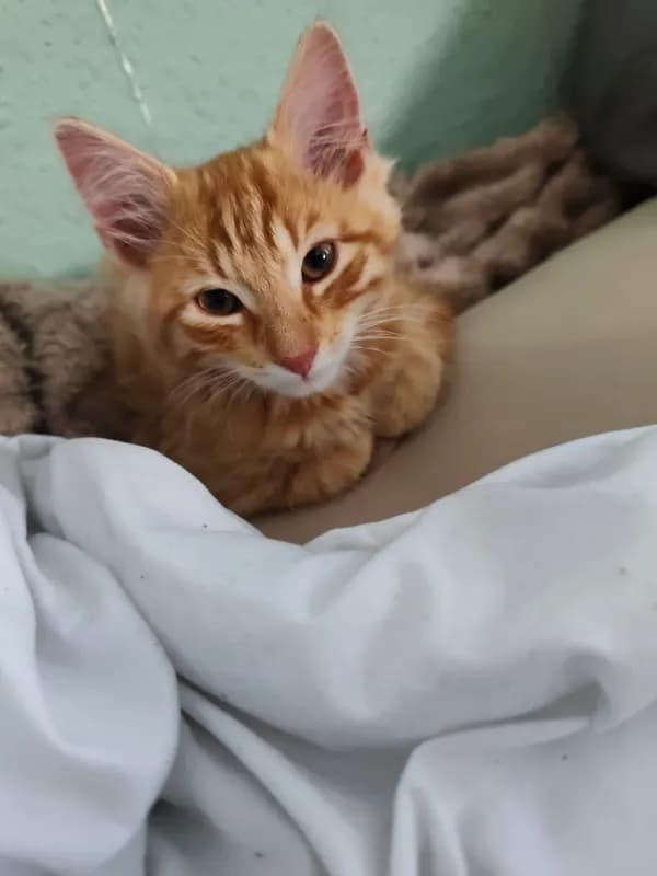 Kitsu