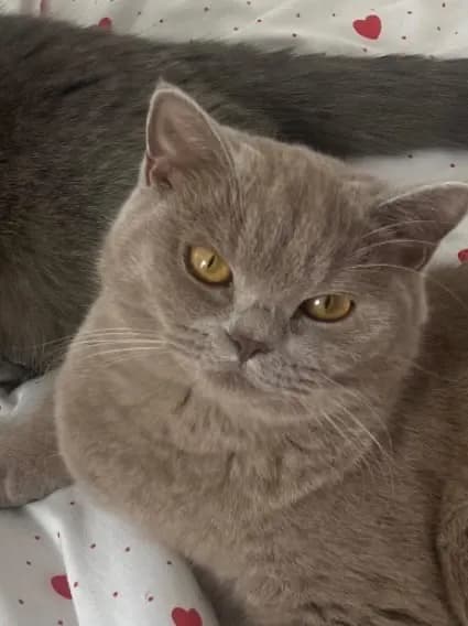 Bati