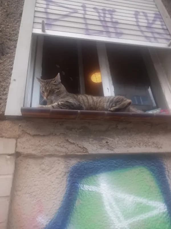 Katzi
