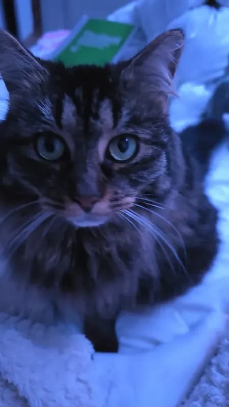 Lola