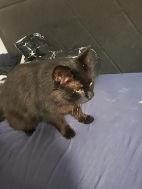 Katze gefunden