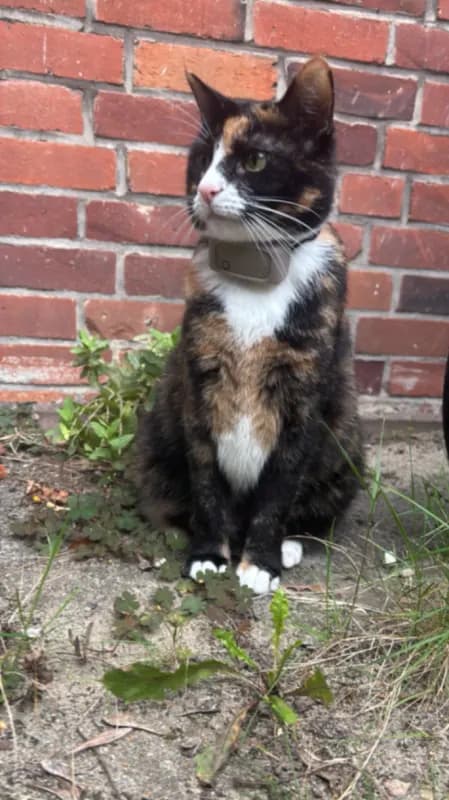Luni