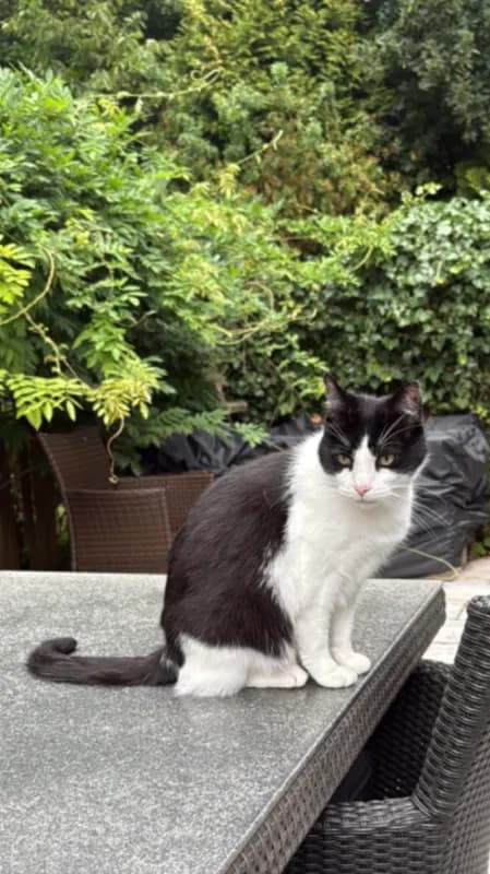 Zora - neuer Rufname“Ilona“