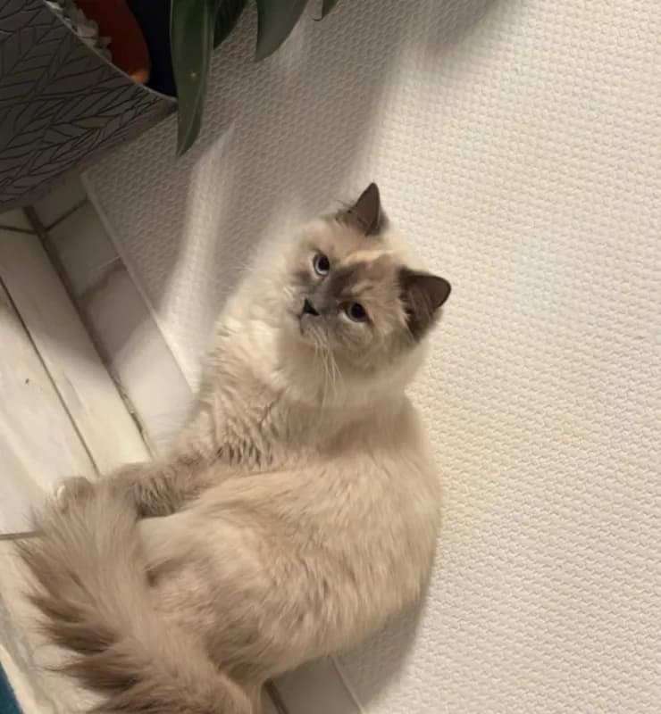 Coco